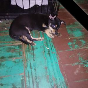 Meet your Posher, Charles